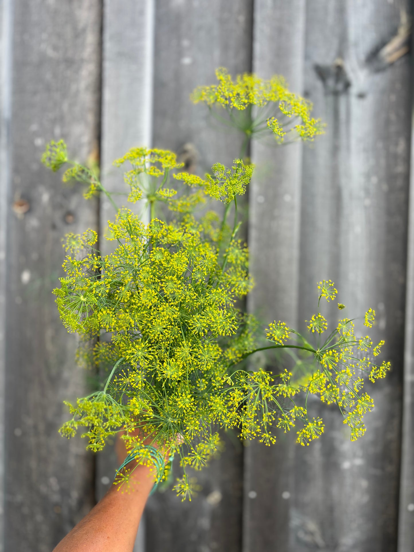 Dill Golden Bouquet