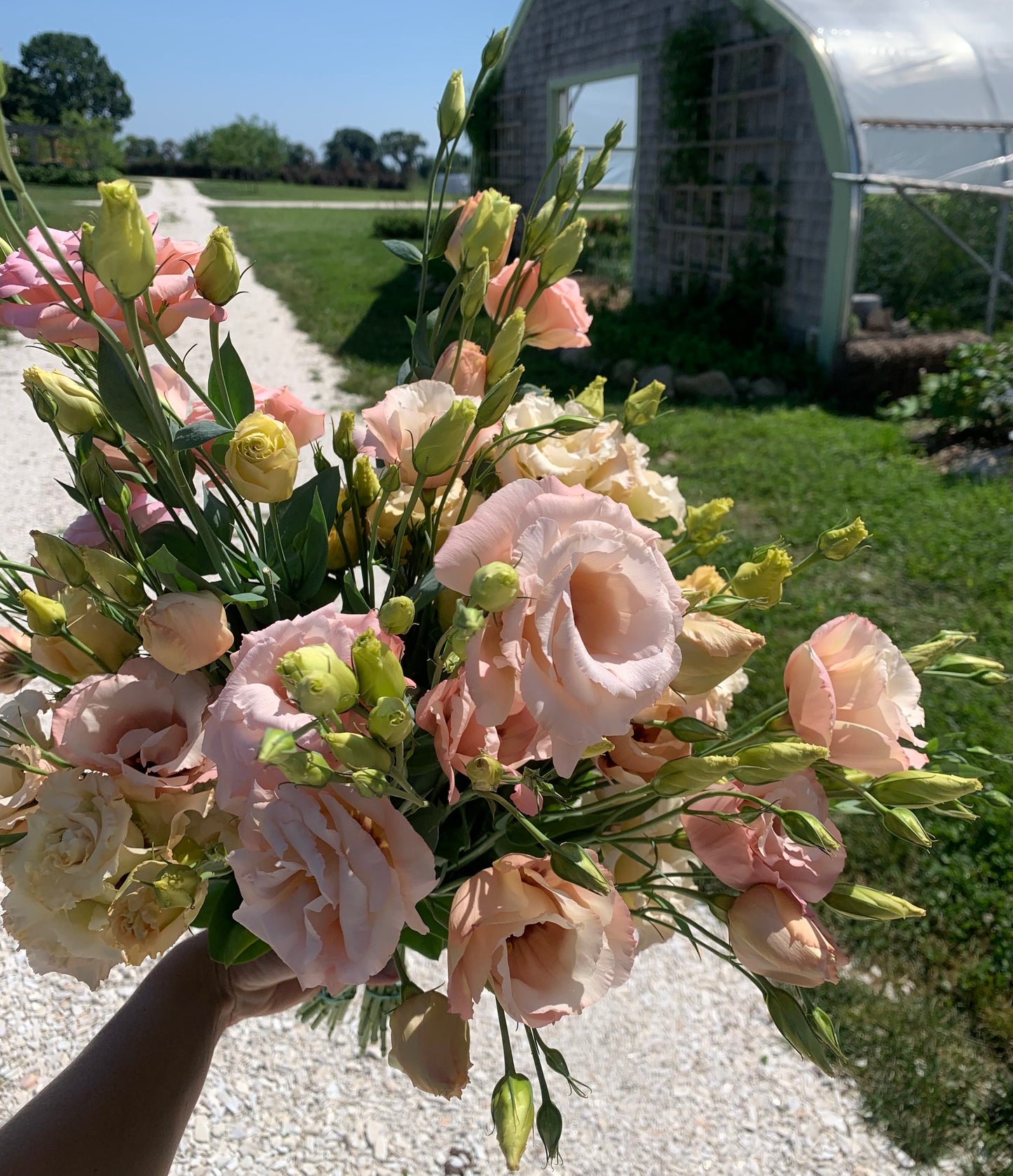 Lisianthus Peach Assorted