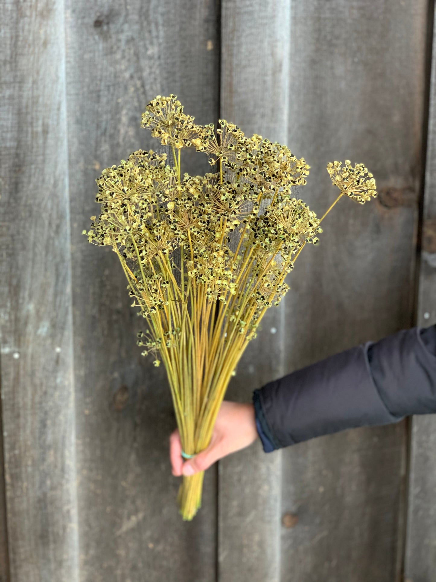 Garlic Chives Dried