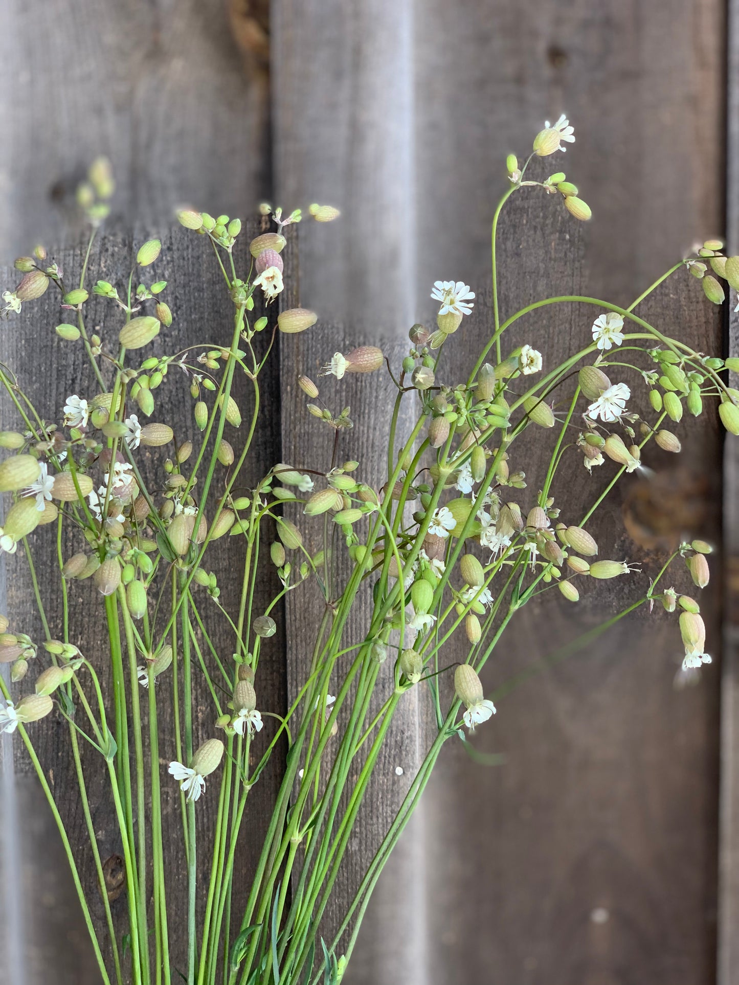 Silene Blushing Lanterns