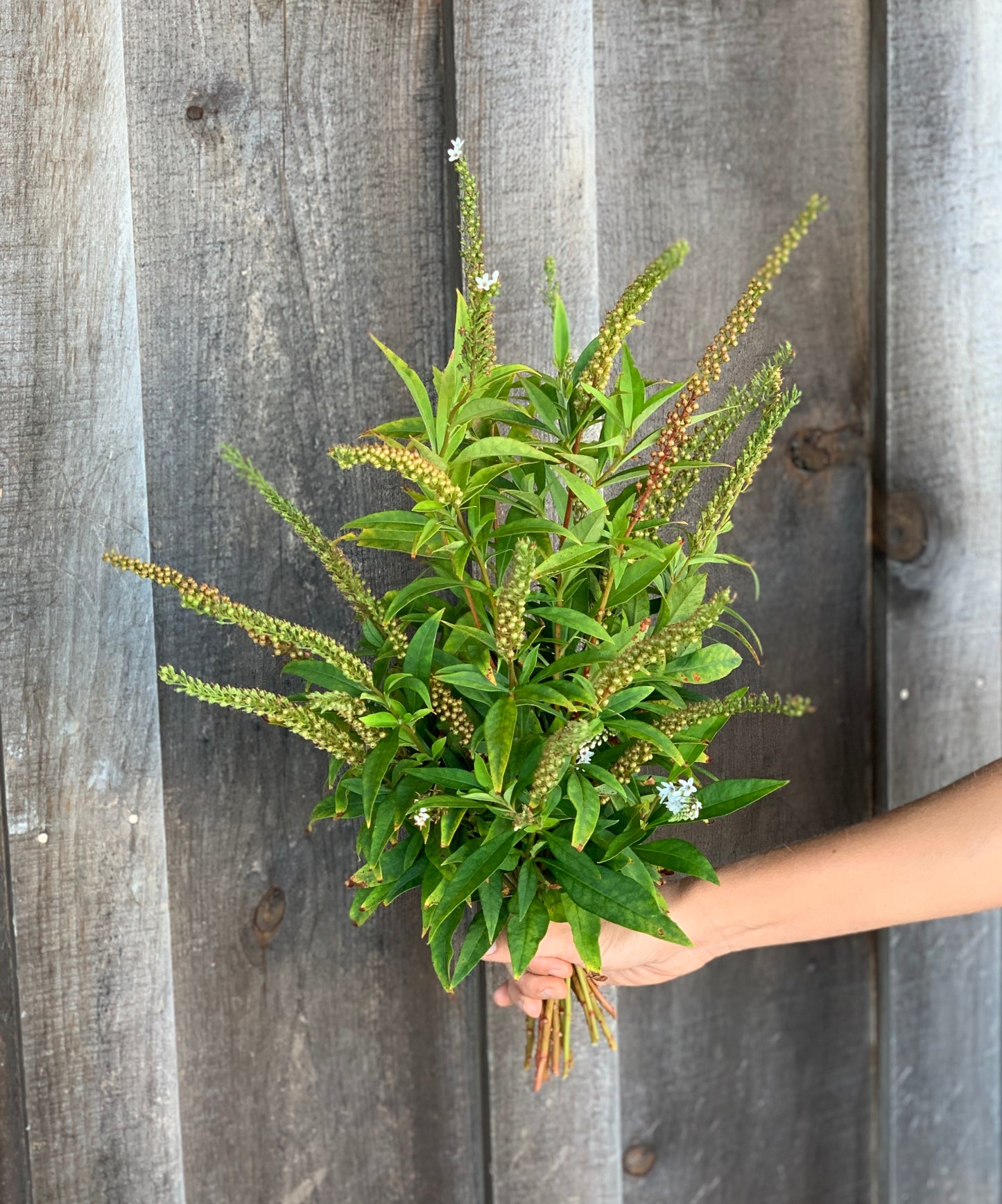 Lysimachia Autumn Shades Seeded