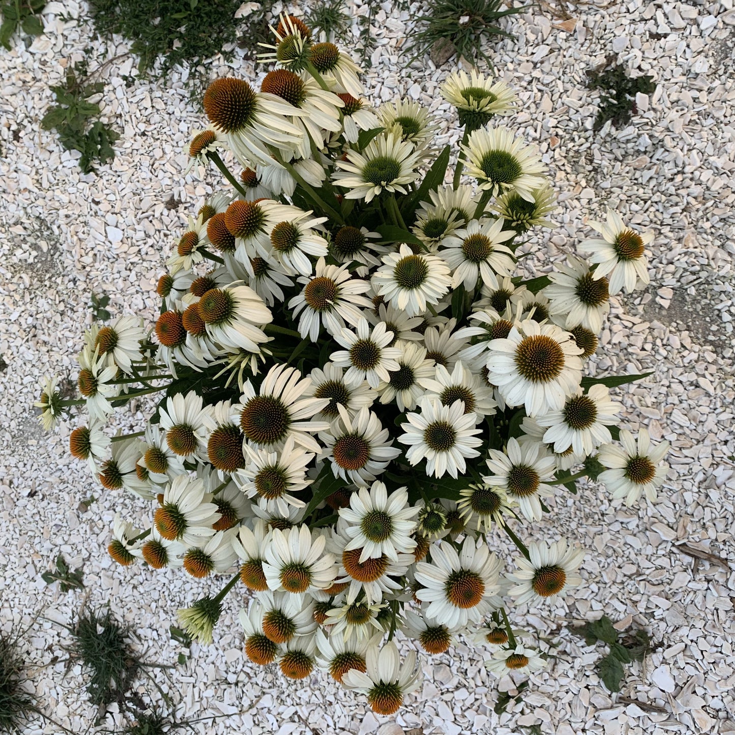 Echinacea White