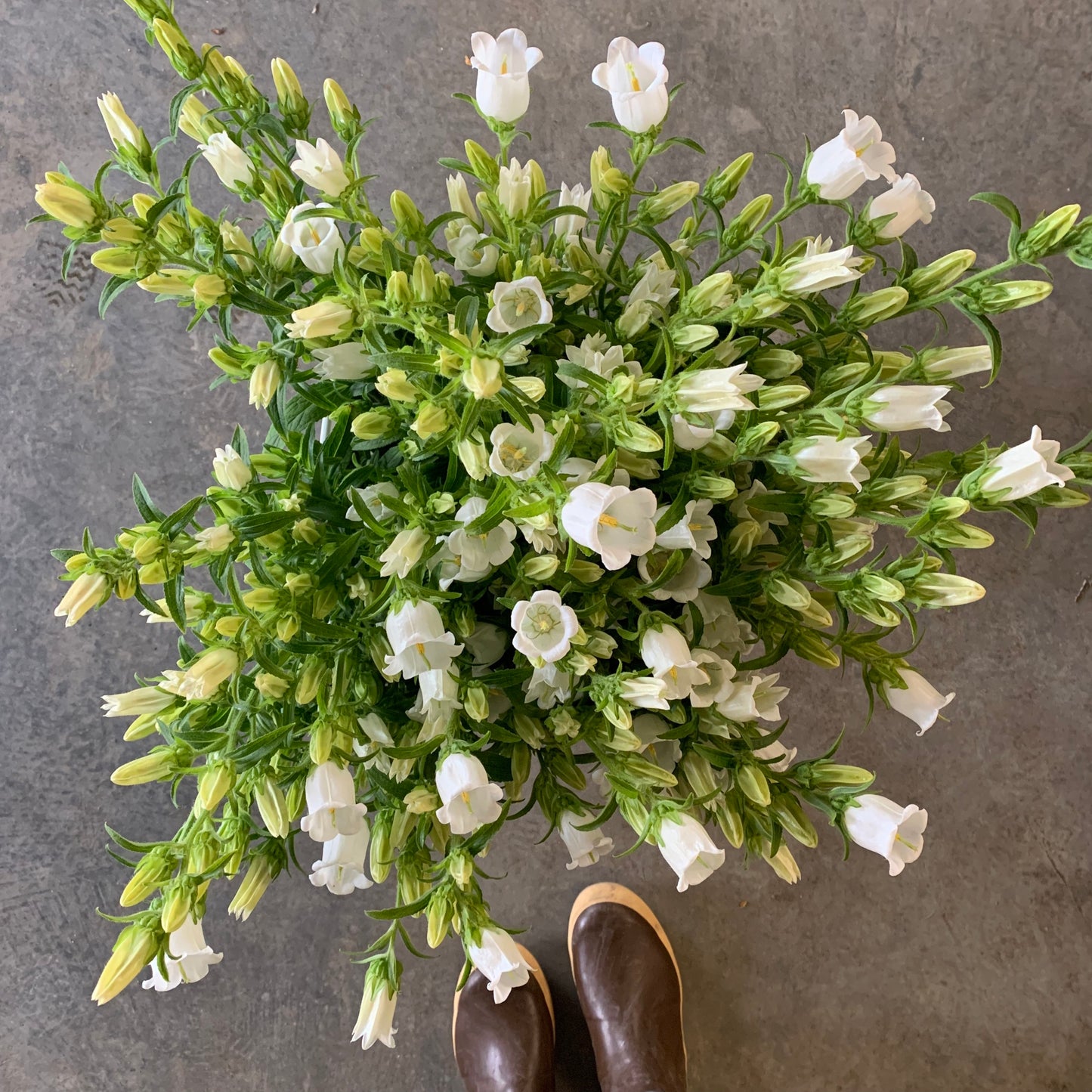 Campanula Champion White