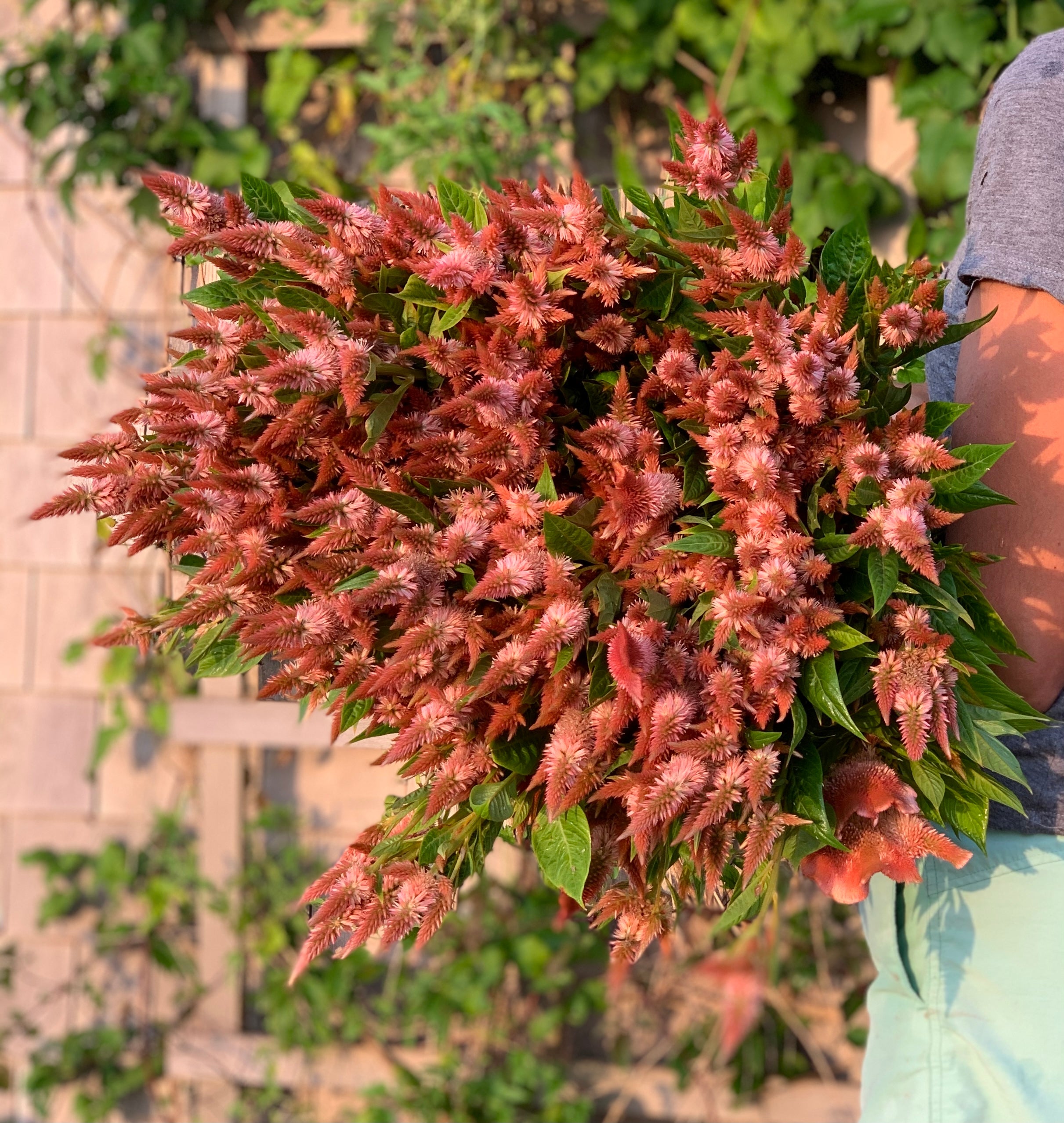 Celosia Celway Terracotta – Weatherlow Farms