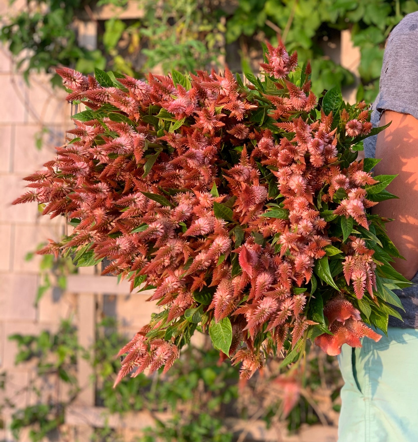 Celosia Celway Terracotta