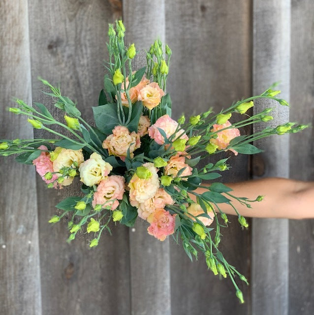 Lisianthus Peach Assorted