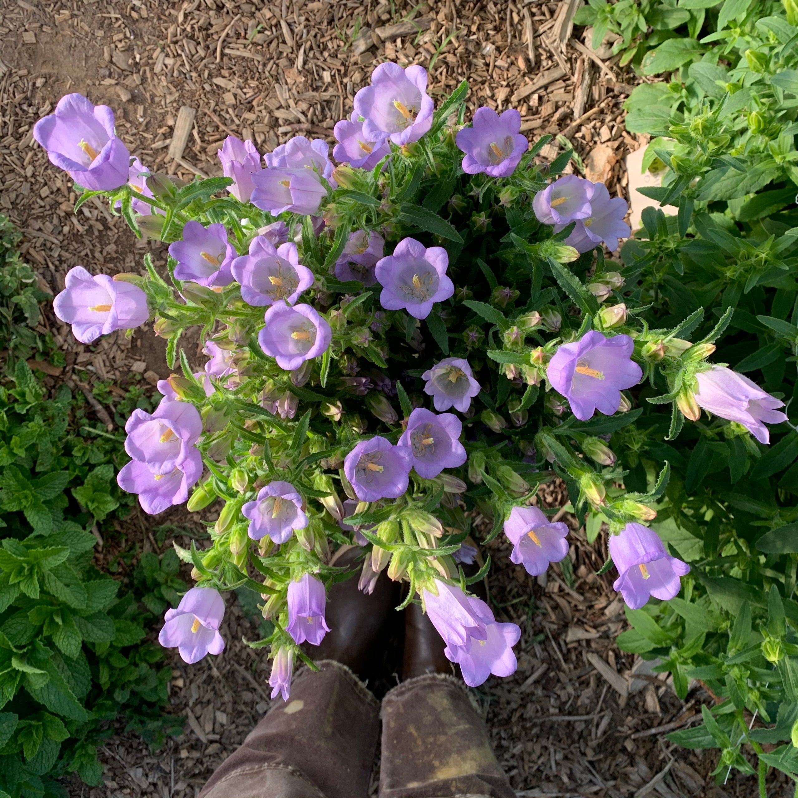 Campanula Champion Lavender – Weatherlow Farms