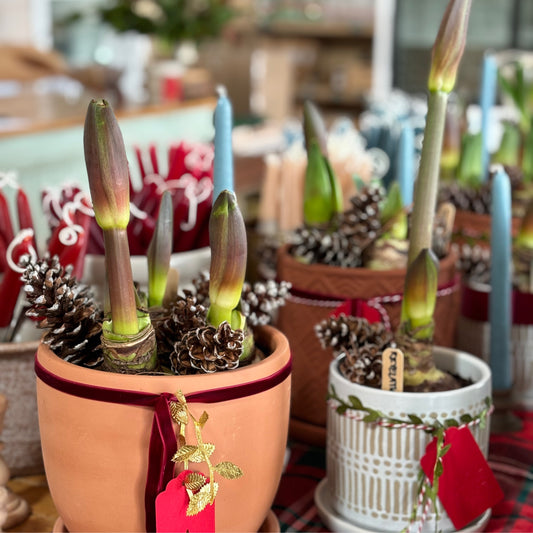 Winter Flowering Amaryllis